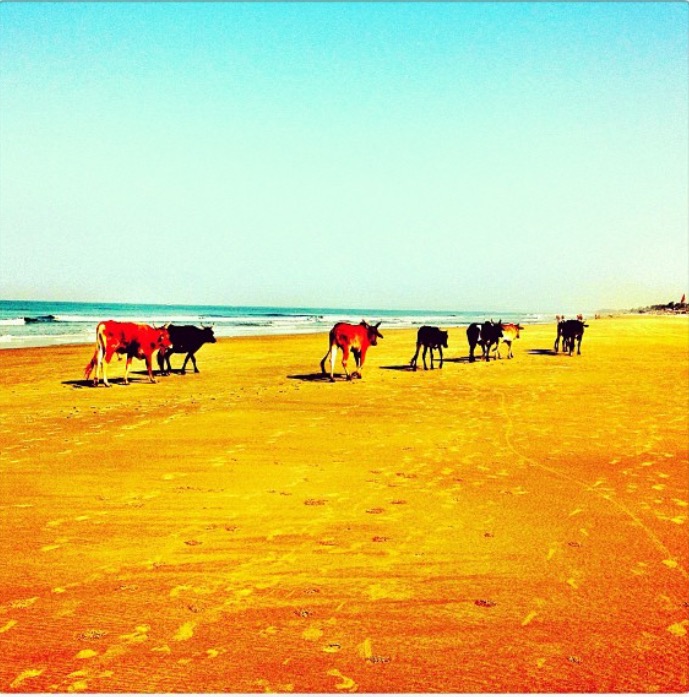 Cows on South Goa beach
